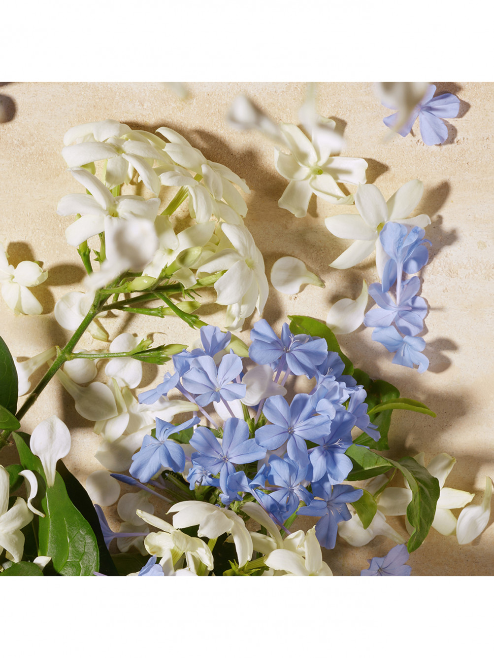 Парфюмерная вода Dolce Blue Jasmine, 75 мл - Обтравка3